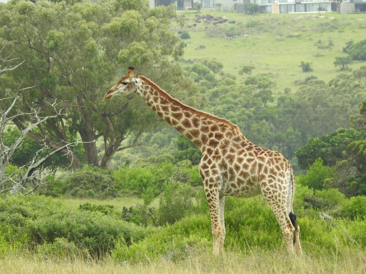 Milkwood Country House Port Elizabeth Dış mekan fotoğraf